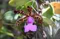 03 Orchid 1